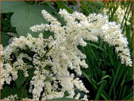 Astilbe &amp;#39;Brautschleier&amp;#39; | Pluimspirea, Spirea | Prachtspiere