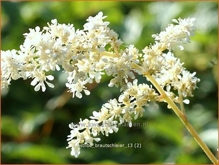 Astilbe &amp;#39;Brautschleier&amp;#39; | Pluimspirea, Spirea | Prachtspiere