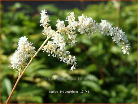 Astilbe &amp;#39;Brautschleier&amp;#39; | Pluimspirea, Spirea | Prachtspiere