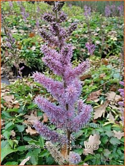 Astilbe chinensis &#039;Pumila&#039; | Spirea