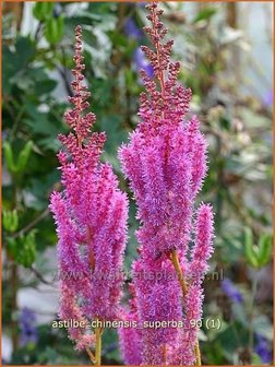 Astilbe chinensis &#039;Superba&#039; | Spirea