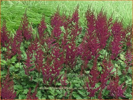 Astilbe chinensis &#039;Vision in Red&#039; | Spirea