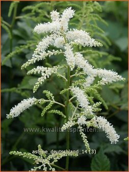 Astilbe &#039;Deutschland&#039; | Spirea