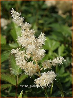 Astilbe 'Gladstone' | Spirea