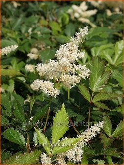 Astilbe 'Gladstone' | Spirea