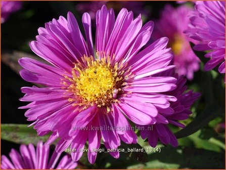 Aster novi-belgii &amp;#39;Patricia Ballard&amp;#39; | Nieuw-Nederlandse aster, Herfstaster, Aster | Glattblatt-Aster