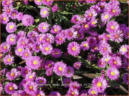 Aster novi-belgii &amp;#39;Patricia Ballard&amp;#39; | Nieuw-Nederlandse aster, Herfstaster, Aster | Glattblatt-Aster