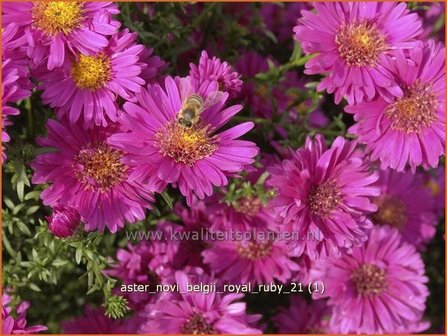 Aster novi-belgii &#039;Royal Ruby&#039; | Aster