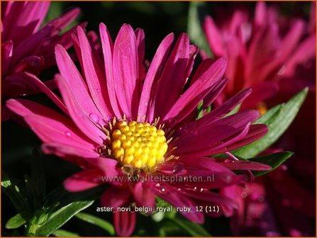 Aster novi-belgii &#039;Royal Ruby&#039; | Aster