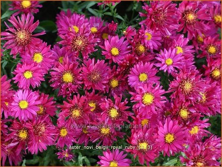 Aster novi-belgii &#039;Royal Ruby&#039; | Aster