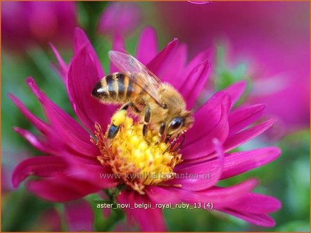 Aster novi-belgii &#039;Royal Ruby&#039; | Aster