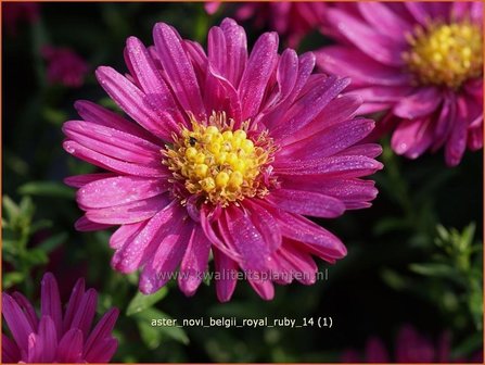 Aster novi-belgii &#039;Royal Ruby&#039; | Aster