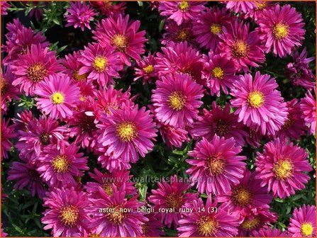 Aster novi-belgii &#039;Royal Ruby&#039; | Aster