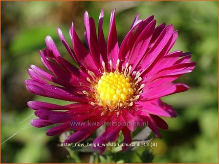 Aster novi-belgii &#039;Winston Churchill&#039; | Aster