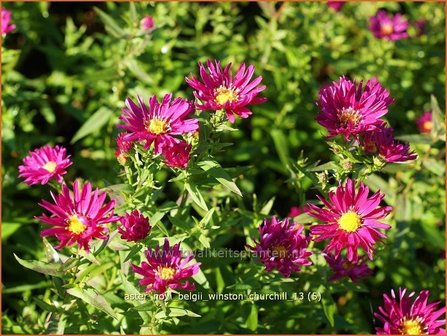 Aster novi-belgii &#039;Winston Churchill&#039; | Aster