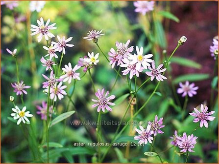 Aster rugulosus &#039;Asrugo&#039; | Aster | Aster