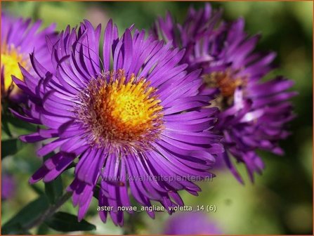 Aster novae-angliae &#039;Violetta&#039; | Aster, Herfstaster