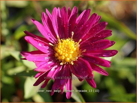 Aster novi-belgii &#039;Crimson Brocade&#039; | Nieuw-Nederlandse aster, Herfstaster, Aster | Glattblatt-Aster