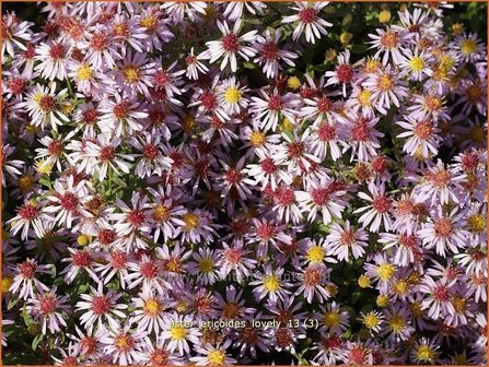 Aster ericoides &#039;Lovely&#039; | Aster, Heideaster