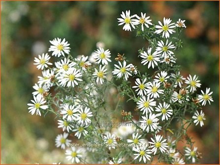 Aster ericoides &#039;Schneetanne&#039; | Aster, Heideaster