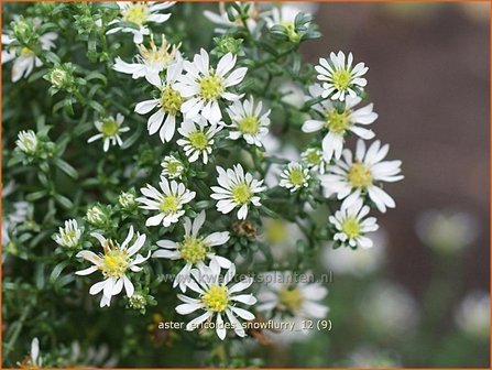 Aster ericoides &#039;Snowflurry&#039; | Aster, Heideaster