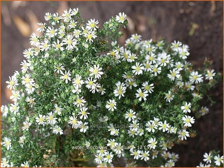 Aster ericoides &#039;Snowflurry&#039; | Aster, Heideaster
