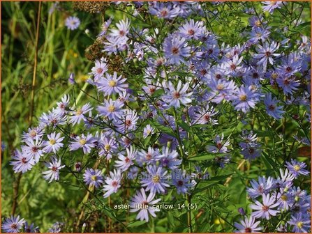 Aster &#039;Little Carlow&#039; | Aster | Aster