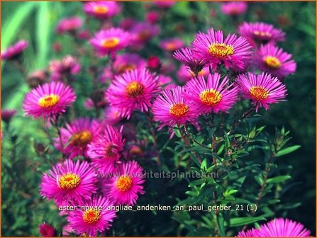 Aster novae-angliae &#039;Andenken an Paul Gerber&#039; | Aster, Herfstaster