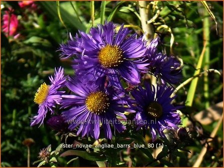 Aster novae-angliae &#039;Barr&#039;s Blue&#039; | Aster, Herfstaster