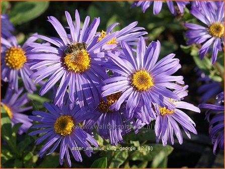 Aster amellus 'King George' | Aster