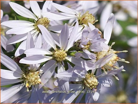 Aster cordifolius &#039;Silver Spray&#039; | Hartbladaster, Aster | Herzbl&auml;ttrige Schleier-Aster