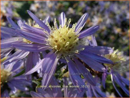 Aster ericoides &#039;Blue Wonder&#039; | Heideaster, Aster | Heide-Aster