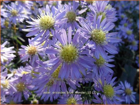 Aster ericoides &#039;Blue Wonder&#039; | Heideaster, Aster | Heide-Aster