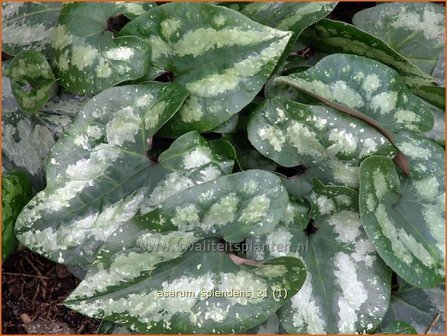 Asarum splendens | Mansoor