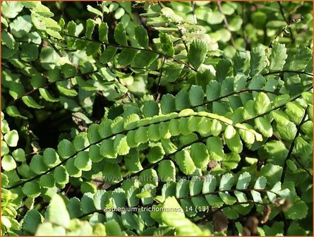 Asplenium trichomanes | Steenbreekvaren, Streepvaren | Braunstieliger Streifenfarn