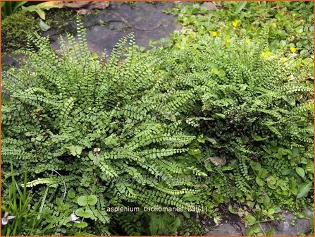 Asplenium trichomanes | Steenbreekvaren, Streepvaren | Braunstieliger Streifenfarn