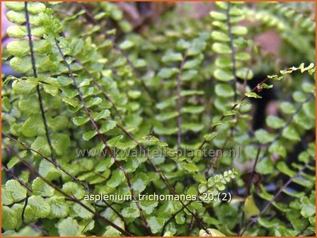 Asplenium trichomanes | Steenbreekvaren, Streepvaren | Braunstieliger Streifenfarn