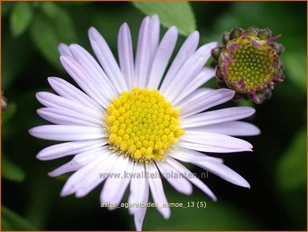 Aster ageratoides 'Asmoe' | Aster