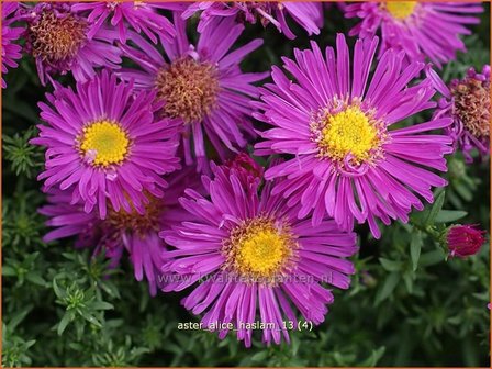 Aster &#039;Alice Haslam&#039; | Aster