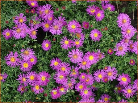 Aster &#039;Alice Haslam&#039; | Aster