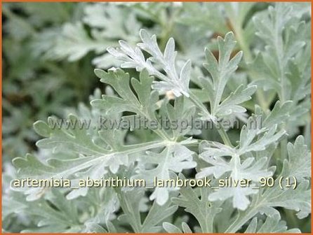 Artemisia absinthium 'Lambrook Silver' | Alsem, Bijvoet, Edelruit