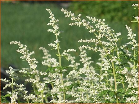 Artemisia lactiflora | Alsem, Bijvoet, Edelruit