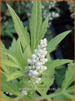 Artemisia lactiflora | Alsem, Bijvoet, Edelruit