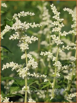 Artemisia lactiflora | Alsem, Bijvoet, Edelruit