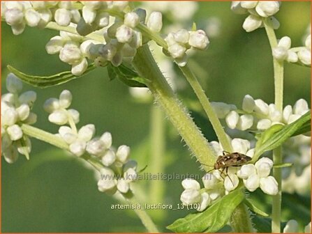 Artemisia lactiflora | Alsem, Bijvoet, Edelruit