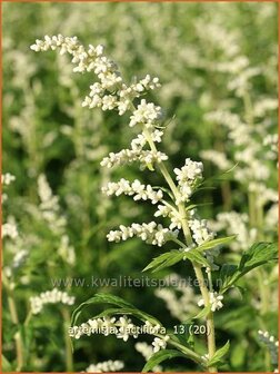 Artemisia lactiflora | Alsem, Bijvoet, Edelruit