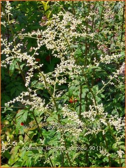 Artemisia lactiflora 'Guizhou' | Alsem, Bijvoet, Edelruit