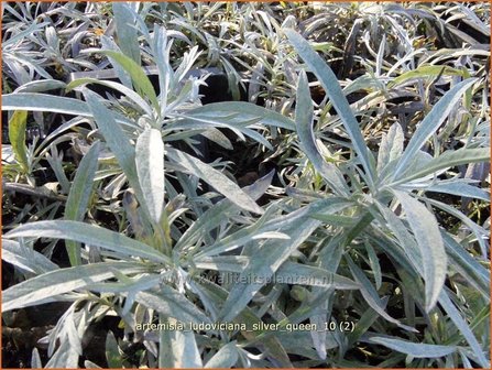 Artemisia ludoviciana 'Silver Queen' | Alsem, Bijvoet, Edelruit