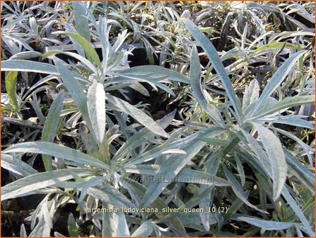 Artemisia ludoviciana 'Silver Queen' | Alsem, Bijvoet, Edelruit