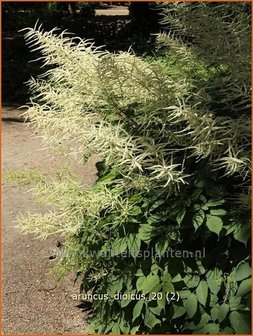 Aruncus dioicus | Geitenbaard